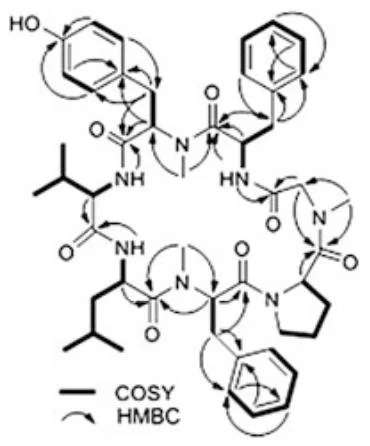 图4.66 Cordyheptapeptide C：关键COSY（粗线）与HMBC（箭头）相关信号