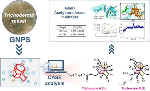 Trichoxanes A 与 B：分子网络导向发现的笼状 sorbicillinoid 类新骨架