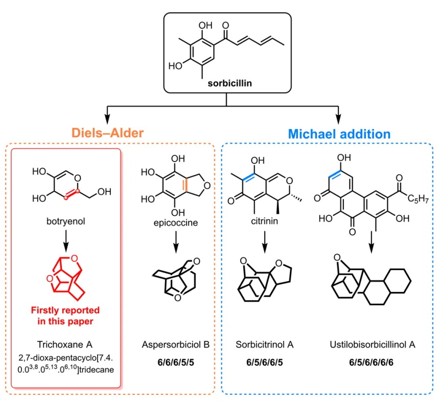 Trichoxanes A 与 B：分子网络导向发现的笼状 sorbicillinoid 类新骨架