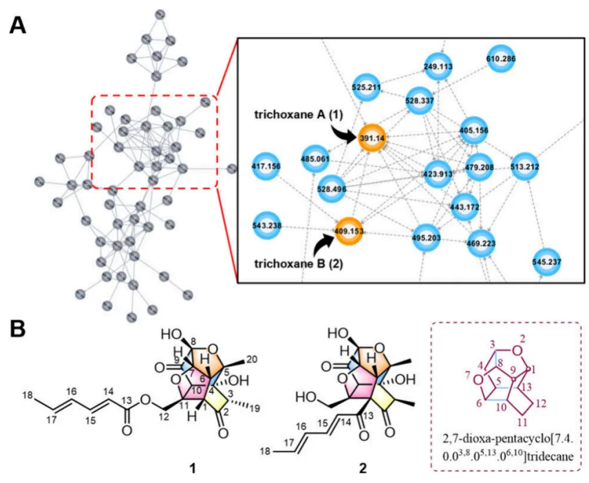 Trichoxanes A 与 B：分子网络导向发现的笼状 sorbicillinoid 类新骨架