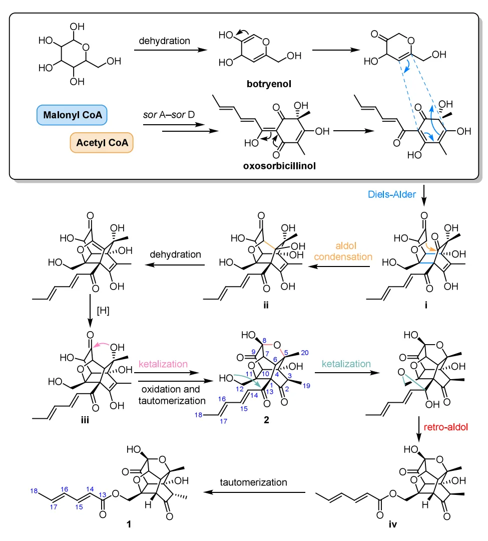 Trichoxanes A 与 B：分子网络导向发现的笼状 sorbicillinoid 类新骨架