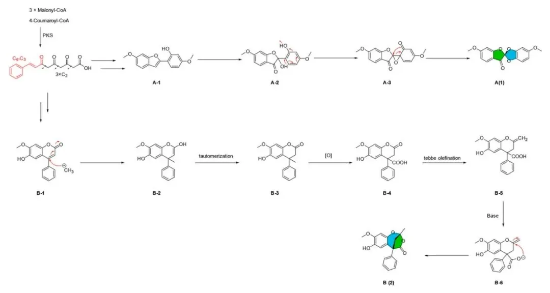 (±)-Odoriferols A–E：降香黄檀中五对对映异构体的分离与结构鉴定