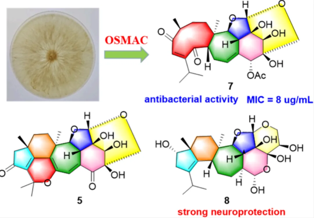 Structure Elucidator Suite 辅助解析复杂天然产物 Cyathstrine A 的结构 · CASE 技术专题 · 凯美科