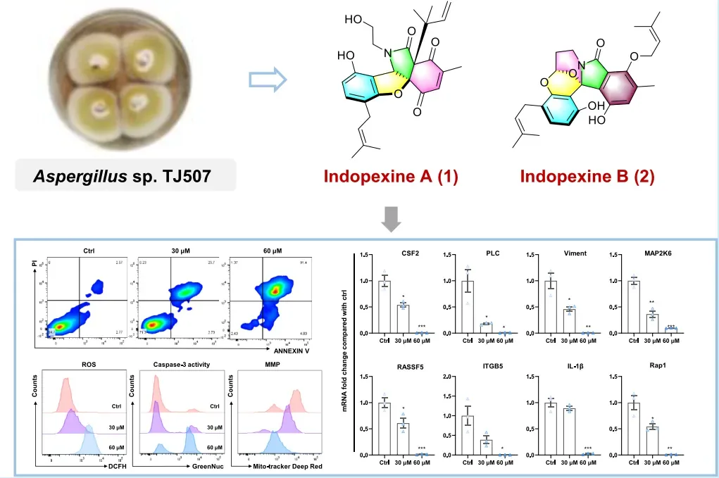 Indopexines A 和 B：源自真菌 Aspergillus sp. TJ507 的异吲哚啉生物碱 · CASE 技术专题 · 凯美科