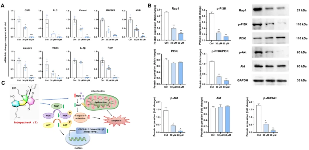 Indopexines A 和 B：源自真菌 Aspergillus sp. TJ507 的异吲哚啉生物碱