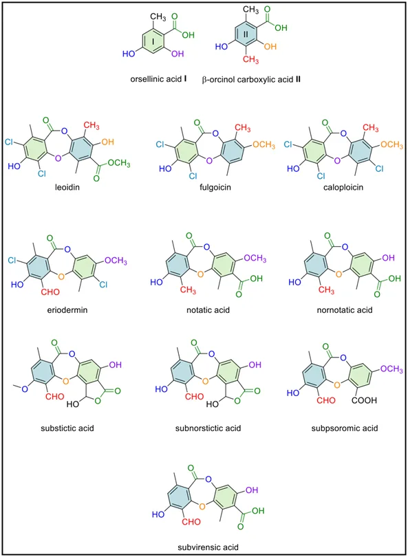 基于 CASE-DFT 的 Chlorodepsidones 结构解析及 Flavicansone 结构修订