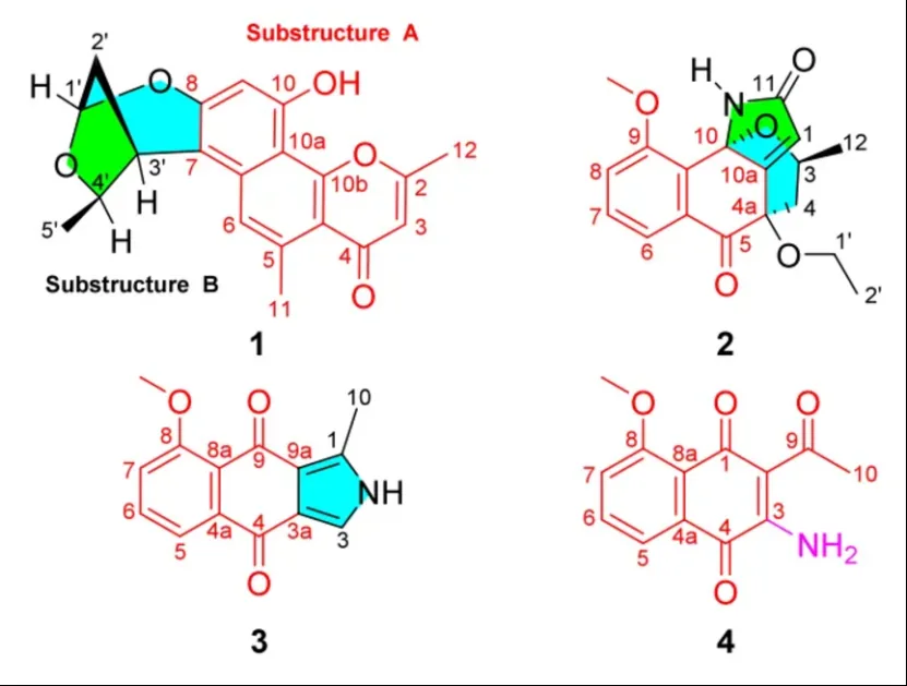 Eleutherlenes A–D：红葱中分离的抗炎萘衍生物