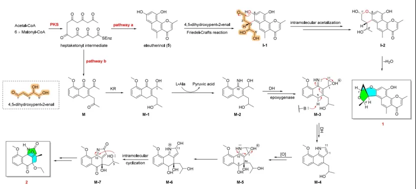 Eleutherlenes A–D：红葱中分离的抗炎萘衍生物