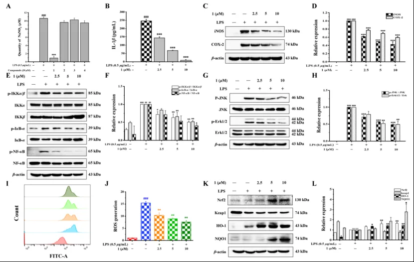 Eleutherlenes A–D：红葱中分离的抗炎萘衍生物