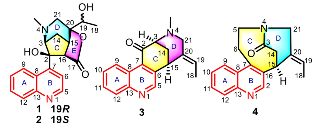 从天然产物中挖掘抗癌先导分子：Alstonia scholaris 中的喹啉生物碱